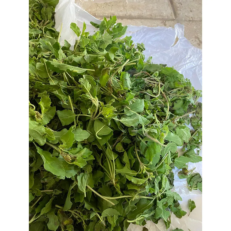 Tulsi