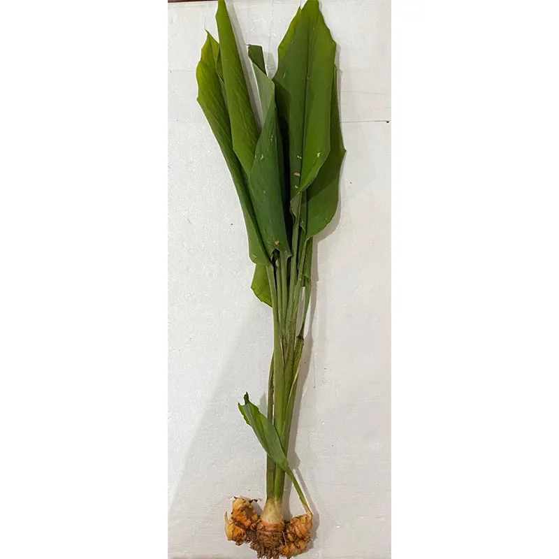 Turmeric Plant with Root